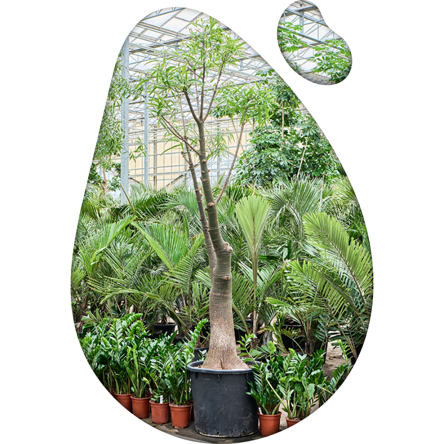 Verzorgingstips Brachychiton